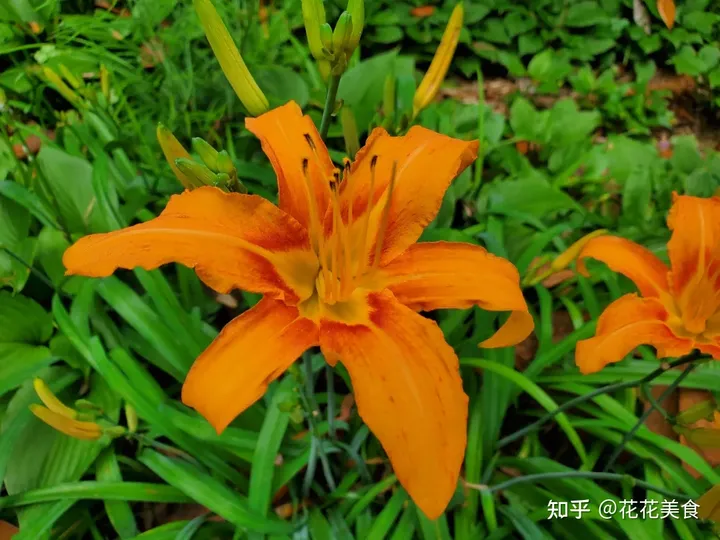 【二十四节气·芒种】泽草所生，种之芒种（泽草所生种之芒种怎么读拼音）