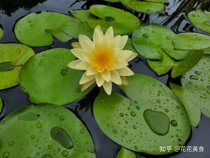 【二十四节气·芒种】泽草所生，种之芒种（泽草所生种之芒种怎么读拼音）