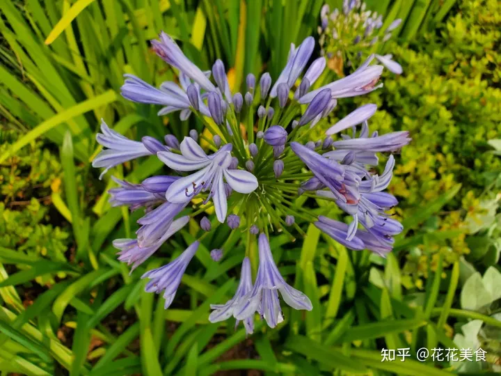 【二十四节气·芒种】泽草所生，种之芒种（泽草所生种之芒种怎么读拼音）