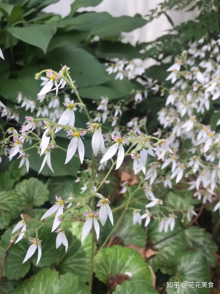 【二十四节气·芒种】泽草所生，种之芒种（泽草所生种之芒种怎么读拼音）