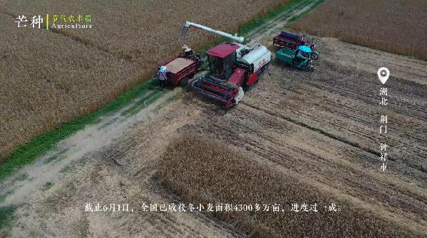 芒种忙种，结于丰盈，种于希望（芒种 播种希望）