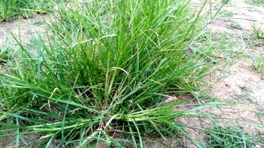 怎样杀灭芦苇草、牛筋草、白茅恶性杂草？一招见效（杀芦苇最好的除草剂是什么药）