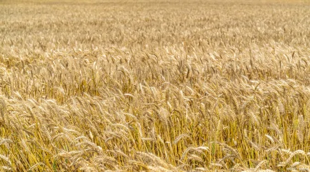 芒种节气的寓意和传统（芒种节气的含义及其特点是什么）