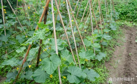 芒种后适合种植哪种蔬菜？这几种不要错过了，收成一茬接一茬（芒种后适合种什么蔬菜）
