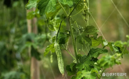 芒种后适合种植哪种蔬菜？这几种不要错过了，收成一茬接一茬（芒种后适合种什么蔬菜）