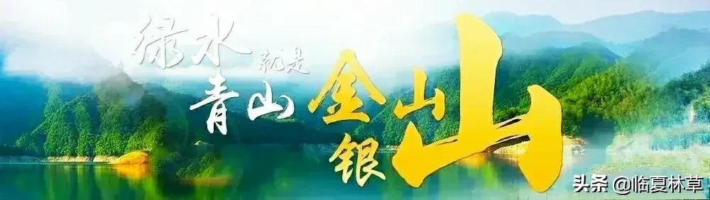 【林草文化】科普篇‖一枝娉婷秀春光，芬芳满溢郁金香-一枝独秀的意思怎么解释