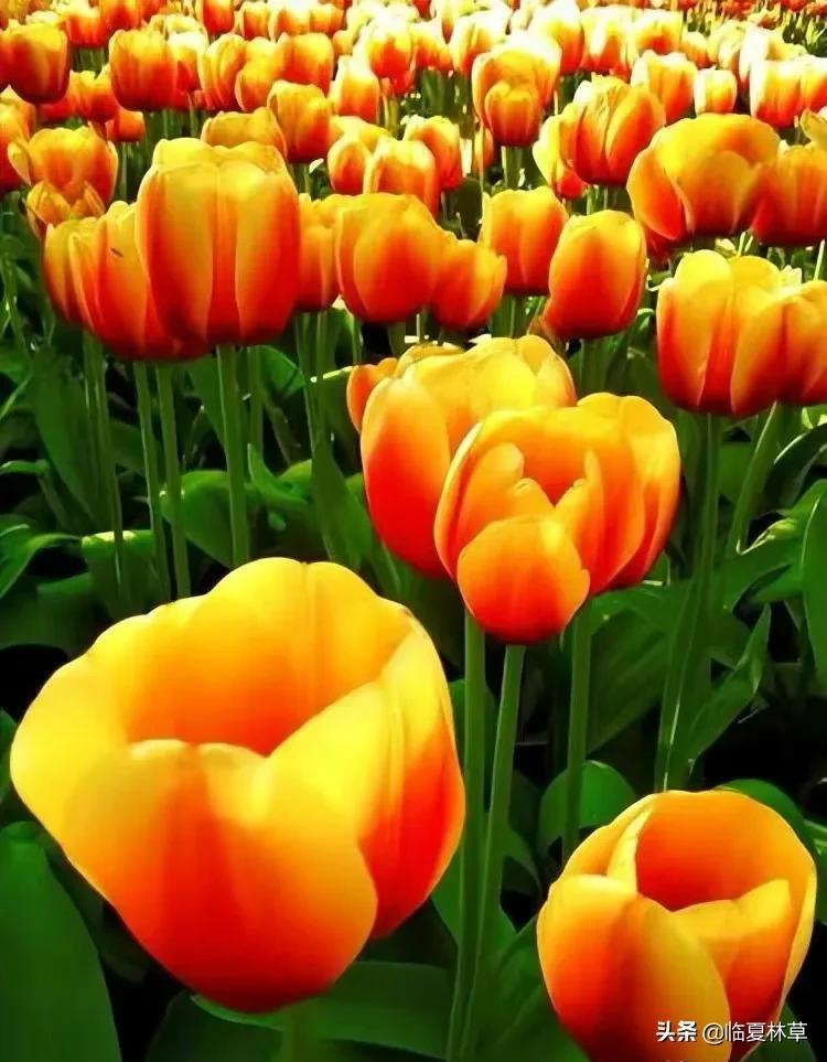 【林草文化】科普篇‖一枝娉婷秀春光，芬芳满溢郁金香-一枝独秀的意思怎么解释