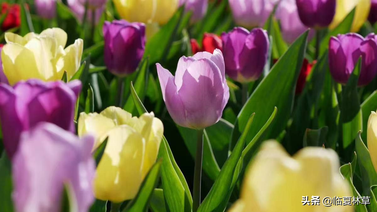 【林草文化】科普篇‖一枝娉婷秀春光，芬芳满溢郁金香-一枝独秀的意思怎么解释