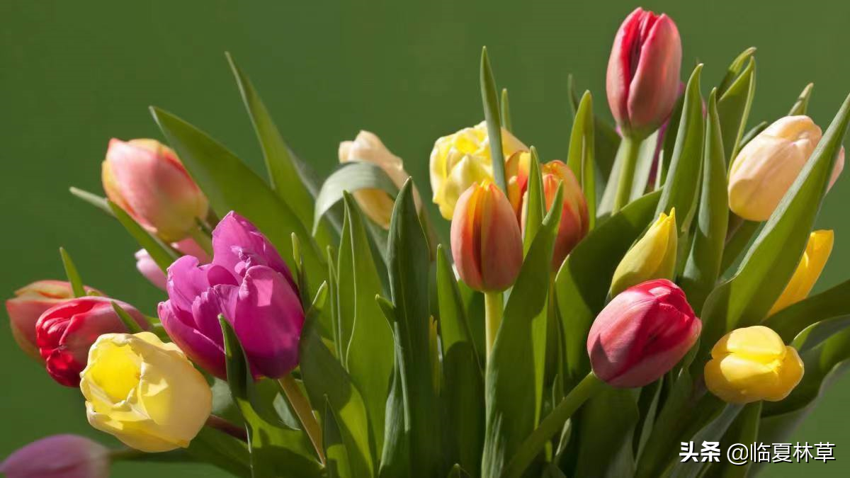 【林草文化】科普篇‖一枝娉婷秀春光，芬芳满溢郁金香-一枝独秀的意思怎么解释