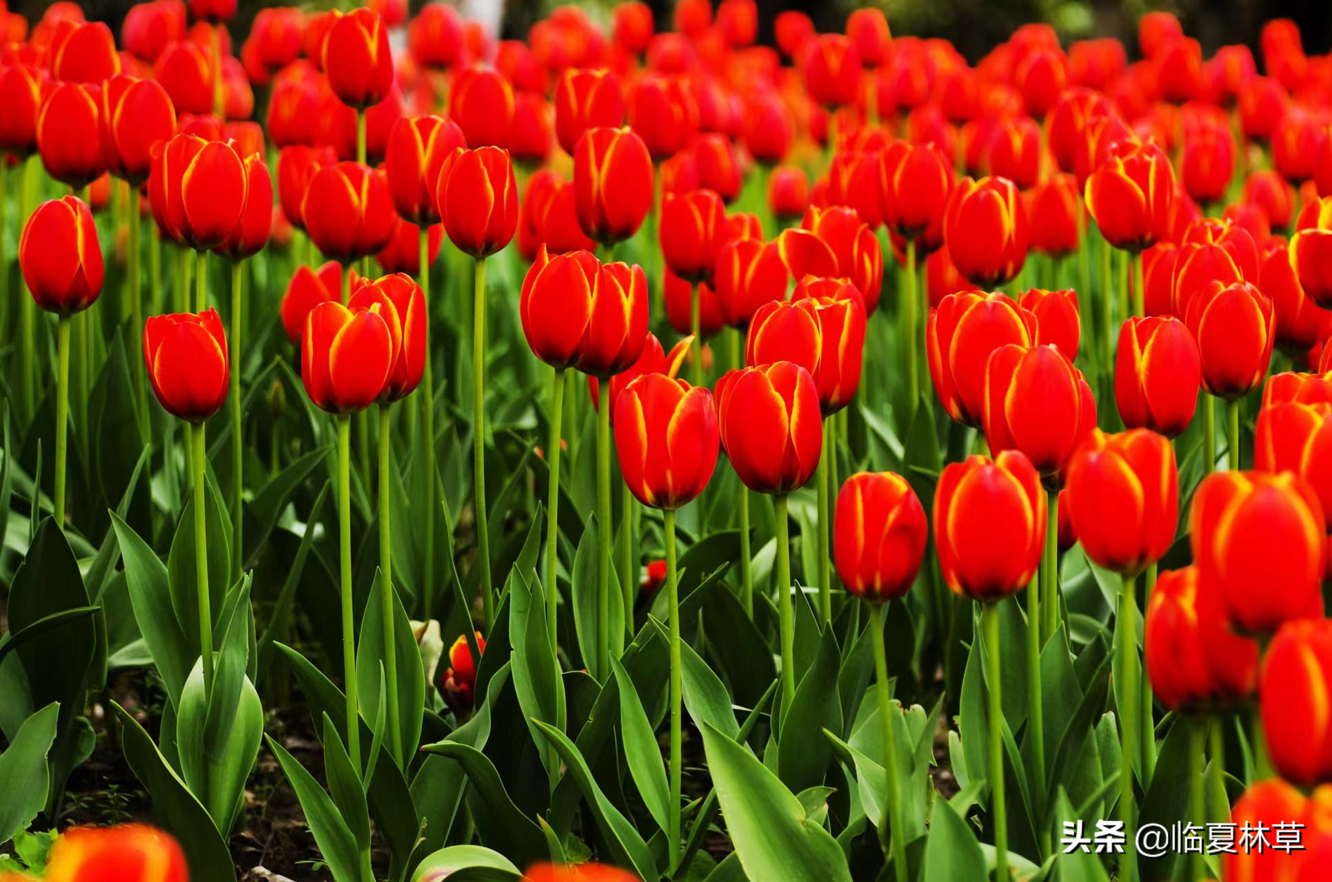 【林草文化】科普篇‖一枝娉婷秀春光，芬芳满溢郁金香-一枝独秀的意思怎么解释