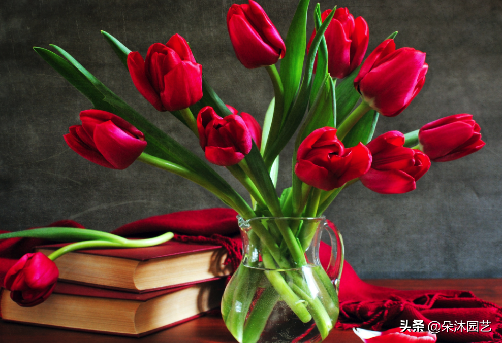 花艺科普 | 不同颜色郁金香的花语和寓意-各种颜色的郁金香花语