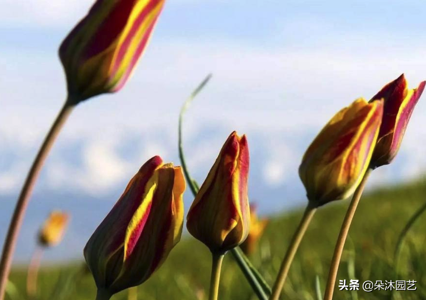 花艺科普 | 不同颜色郁金香的花语和寓意-各种颜色的郁金香花语