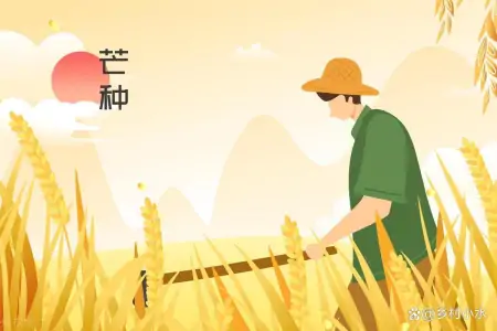 6月6日芒种，芒种当天下雨好还是天晴好？看老祖宗留下的农谚咋说（芒种的三大忌讳）