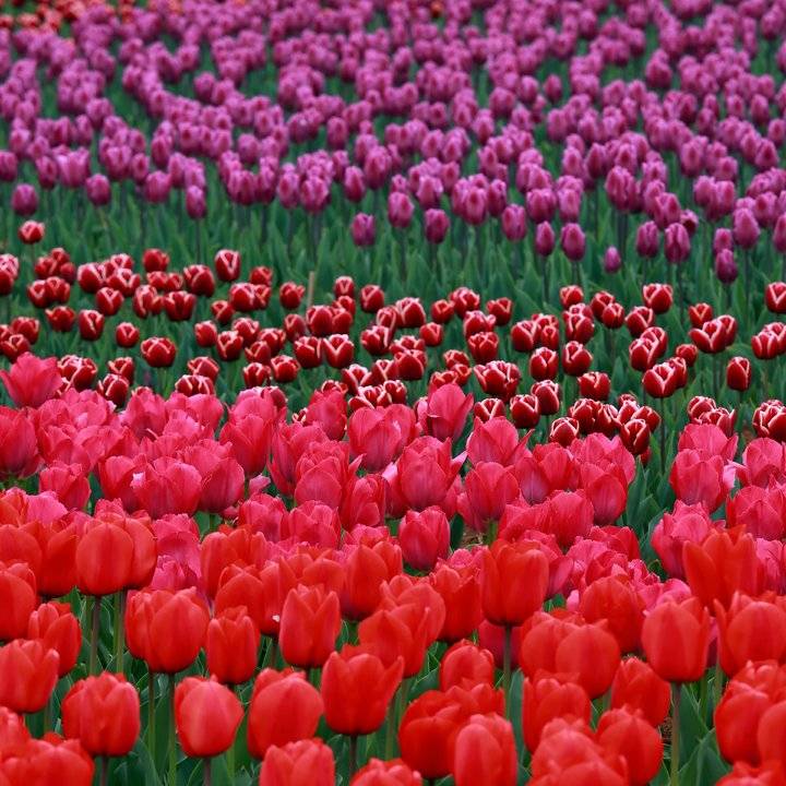 春光达人｜高雅富贵郁金香-春光百货