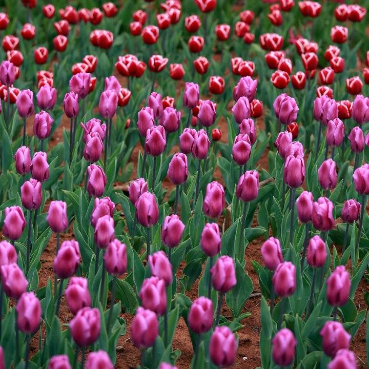 春光达人｜高雅富贵郁金香-春光百货