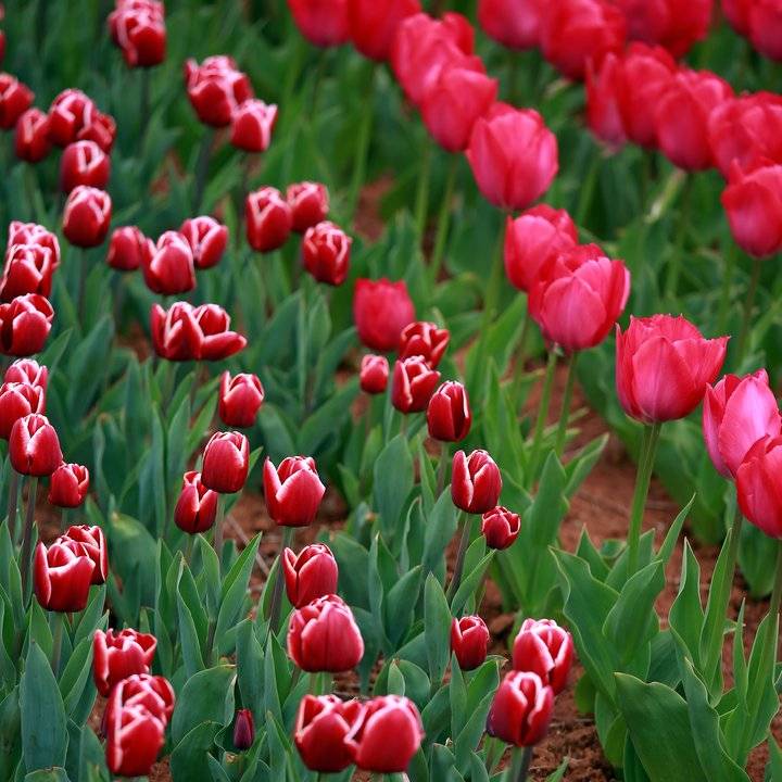 春光达人｜高雅富贵郁金香-春光百货