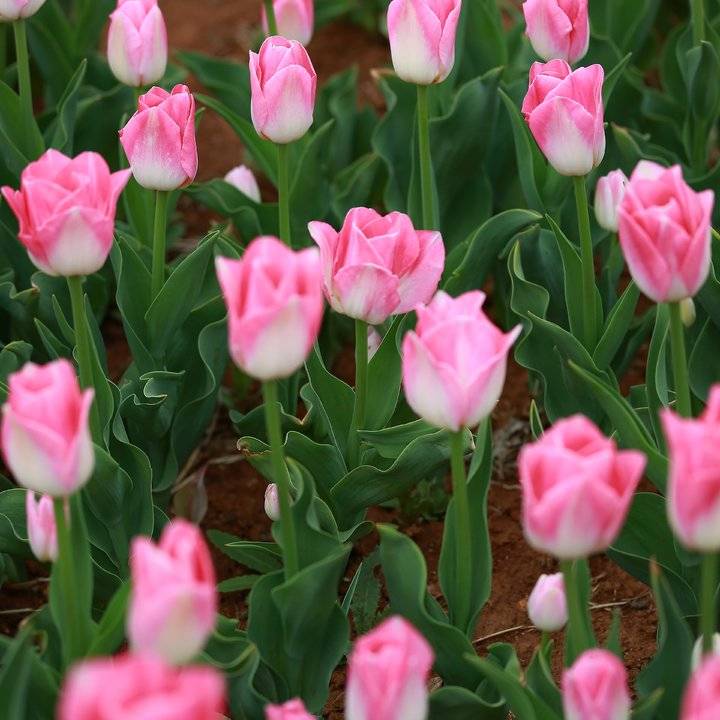 春光达人｜高雅富贵郁金香-春光百货