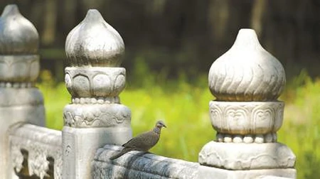 在“二十四节气”里读懂中国丨芒种：谷物之芒，生命之光（二十四节气芒种的来历）