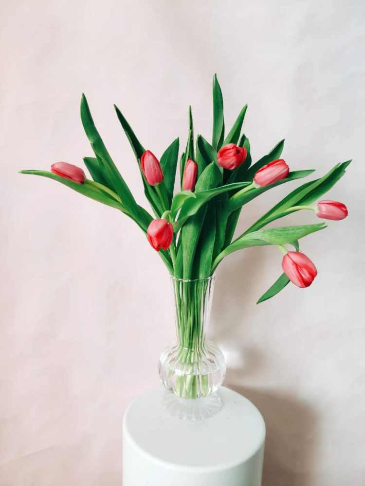 花加——爱情的代言人郁金香有哪些花语和故事-郁金香花语短句