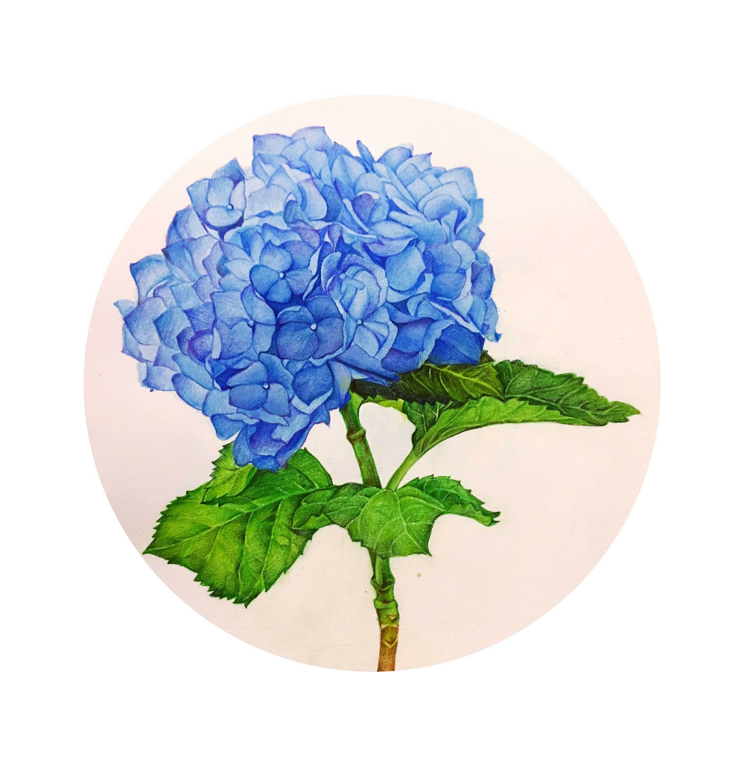 绣球花的花语和带给我们的寓意是什么？-绣球花的花语是什么?