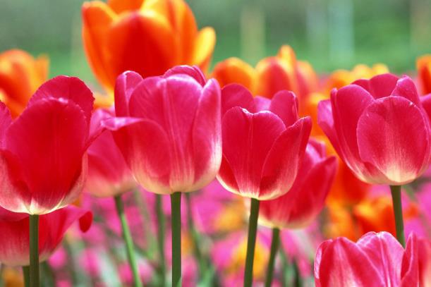 此花有着端庄高雅的气质，是一种爱情之花，也代表着永恒的爱情-什么花端庄典雅