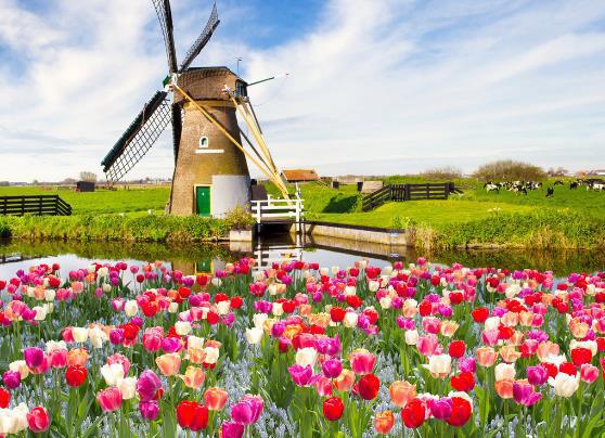 此花有着端庄高雅的气质，是一种爱情之花，也代表着永恒的爱情-什么花端庄典雅