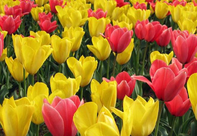 此花是优雅迷人的代表，芬香扑鼻诱人，被誉为“魔幻之花”-魔幻树图片