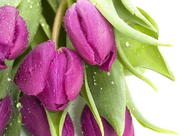 此花是优雅迷人的代表，芬香扑鼻诱人，被誉为“魔幻之花”-魔幻树图片