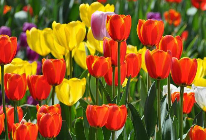 此花是优雅迷人的代表，芬香扑鼻诱人，被誉为“魔幻之花”-魔幻树图片