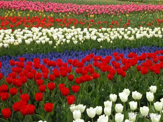 郁金香花语象征与寓意（郁金香花语诗句）-郁金香代表的花语