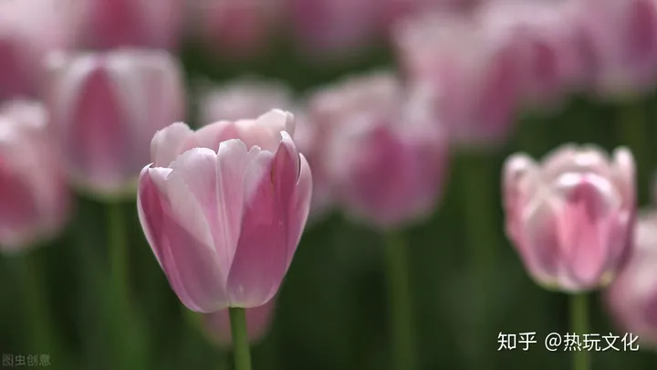 爱的花语之郁金香-郁金香代表爱情的诗句有哪些