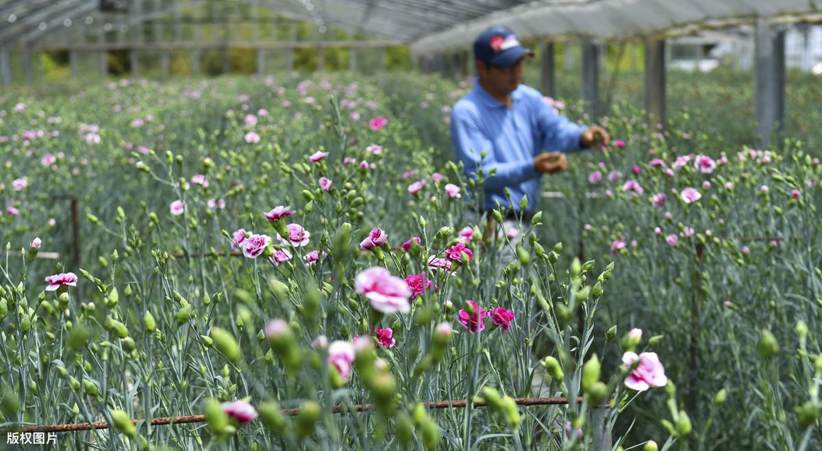 母亲节图片大全（母亲节图片手绘小学生画）