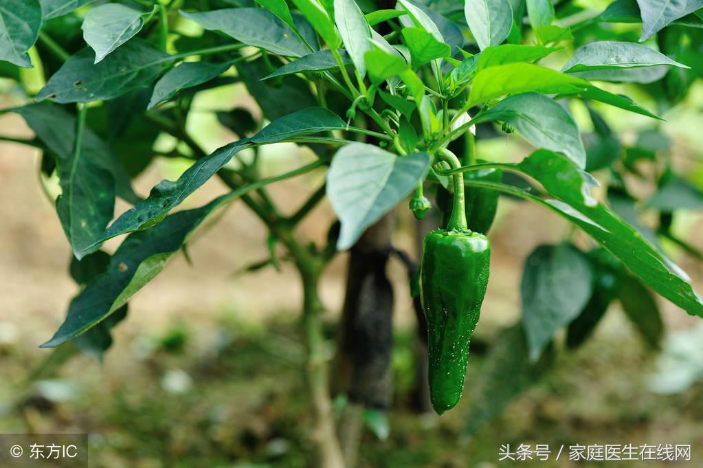 吃辣椒开胃又驱寒，但若是这些情况，医生一般不建议吃（吃辣抗寒吗）