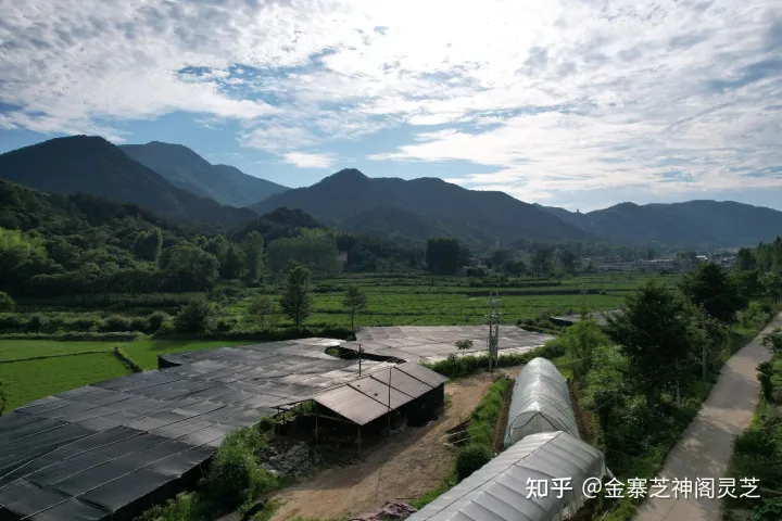 灵芝孢子粉4大功效，难怪很多人喜欢吃（灵芝孢子破壁的正确吃法一天吃几次?）