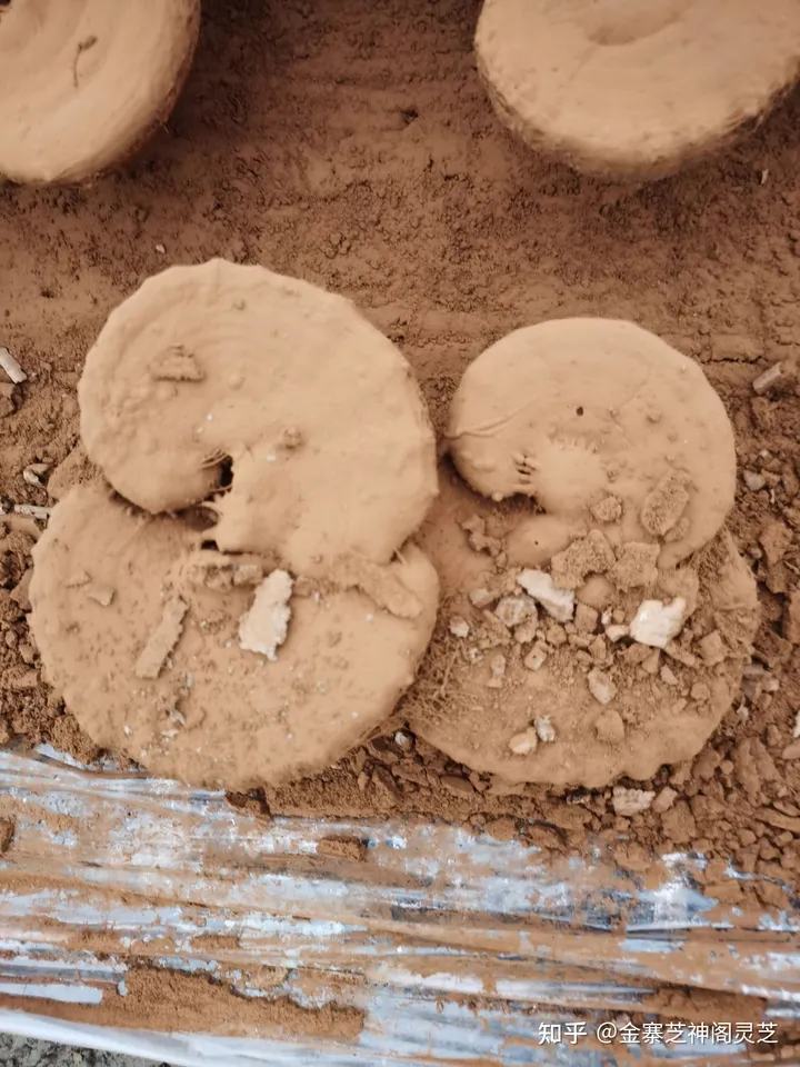 灵芝孢子粉4大功效，难怪很多人喜欢吃（灵芝孢子破壁的正确吃法一天吃几次?）