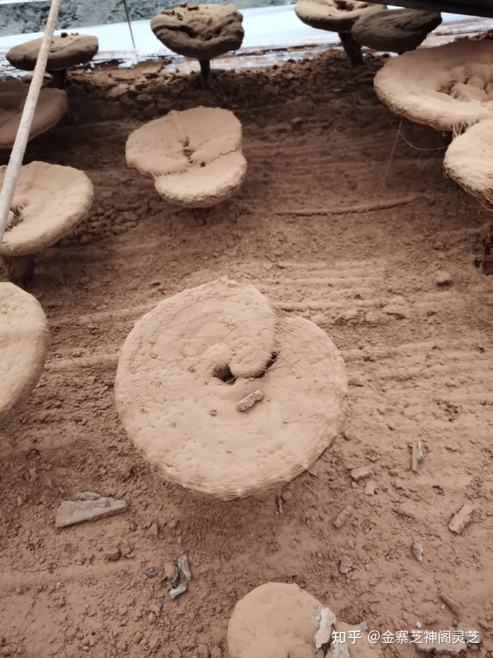 灵芝孢子粉4大功效，难怪很多人喜欢吃（灵芝孢子破壁的正确吃法一天吃几次?）