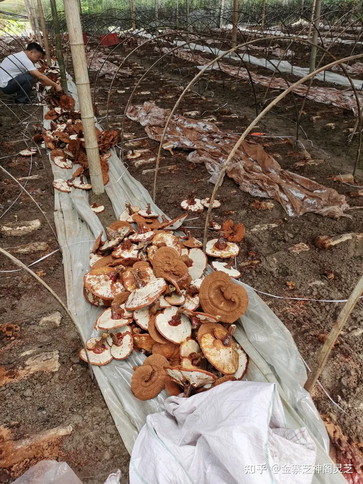 灵芝孢子粉4大功效，难怪很多人喜欢吃（灵芝孢子破壁的正确吃法一天吃几次?）