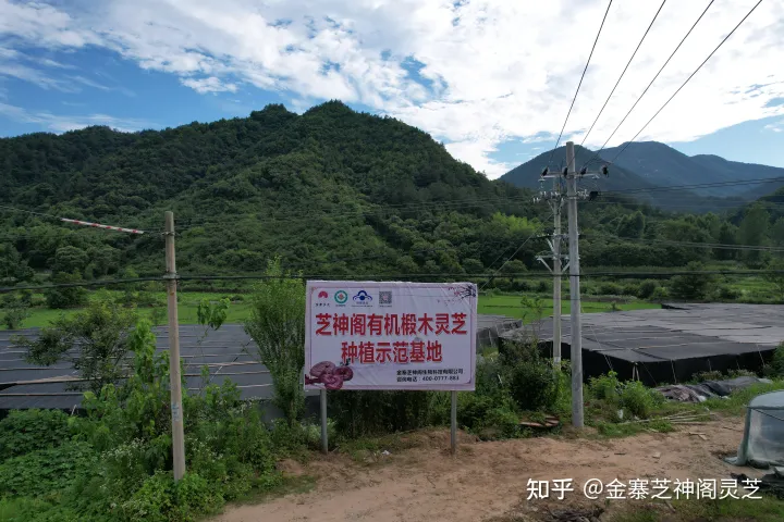 灵芝孢子粉4大功效，难怪很多人喜欢吃（灵芝孢子破壁的正确吃法一天吃几次?）