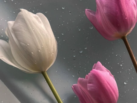 金牛座有哪些弱点，容易给自己招黑？明明很在乎，却宁愿错过-金牛座不为人知的黑暗面