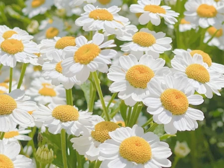 金牛座有哪些弱点，容易给自己招黑？明明很在乎，却宁愿错过-金牛座不为人知的黑暗面