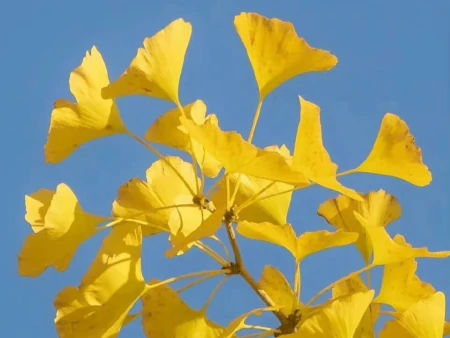 金牛座有哪些弱点，容易给自己招黑？明明很在乎，却宁愿错过-金牛座不为人知的黑暗面