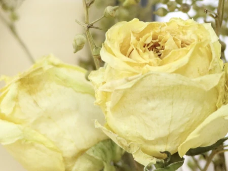 金牛座有哪些弱点，容易给自己招黑？明明很在乎，却宁愿错过-金牛座不为人知的黑暗面