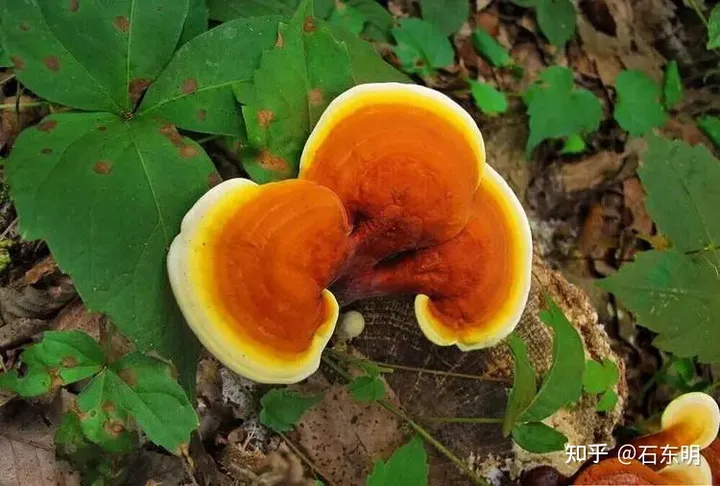 灵芝孢子粉的功效：（灵芝孢子一天吃多少为宜）