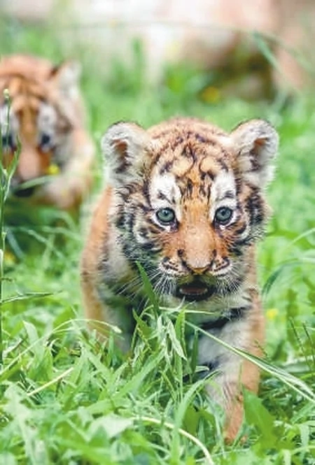 迎接“六一”儿童节，沈阳文旅场所童趣多多（沈阳儿童文化宫）