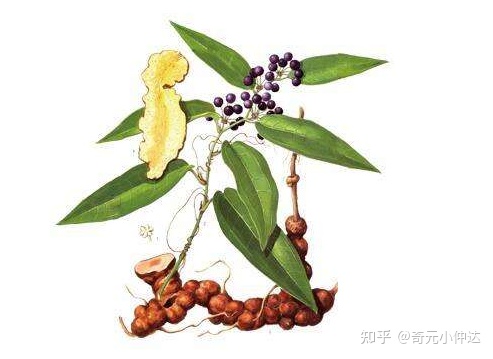 食用茯苓有哪些功效？（茯苓有什么功效与作用）