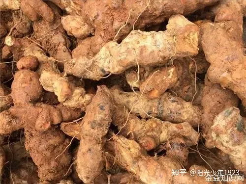 土茯苓的功效与作用（土茯苓的功效有哪些）