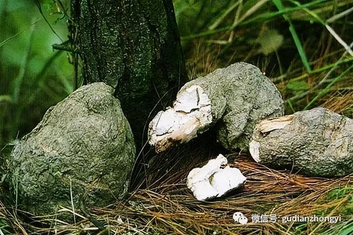 被誉为“四时神药”的茯苓，究竟神在哪里？（中药茯苓神的疗效和作用）