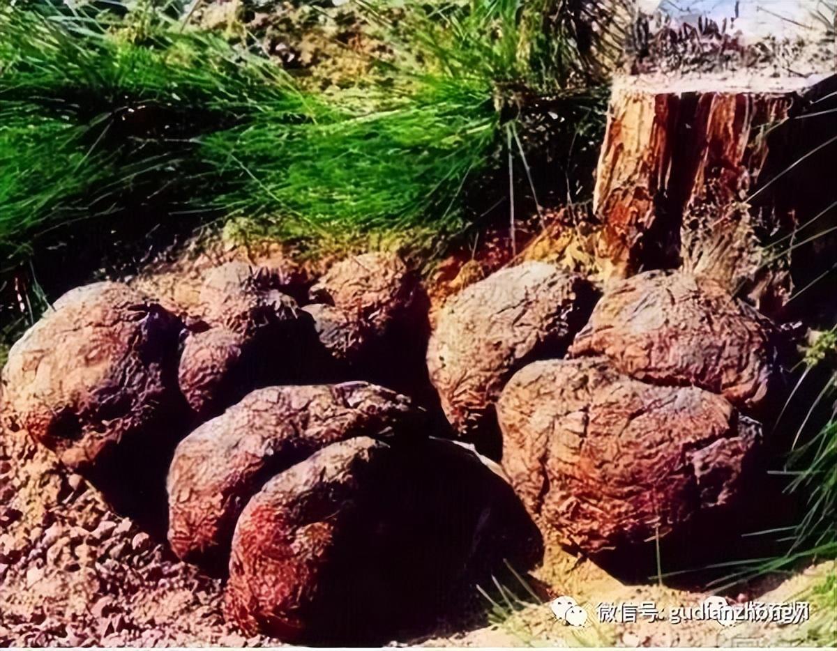 被誉为“四时神药”的茯苓，究竟神在哪里？（中药茯苓神的疗效和作用）