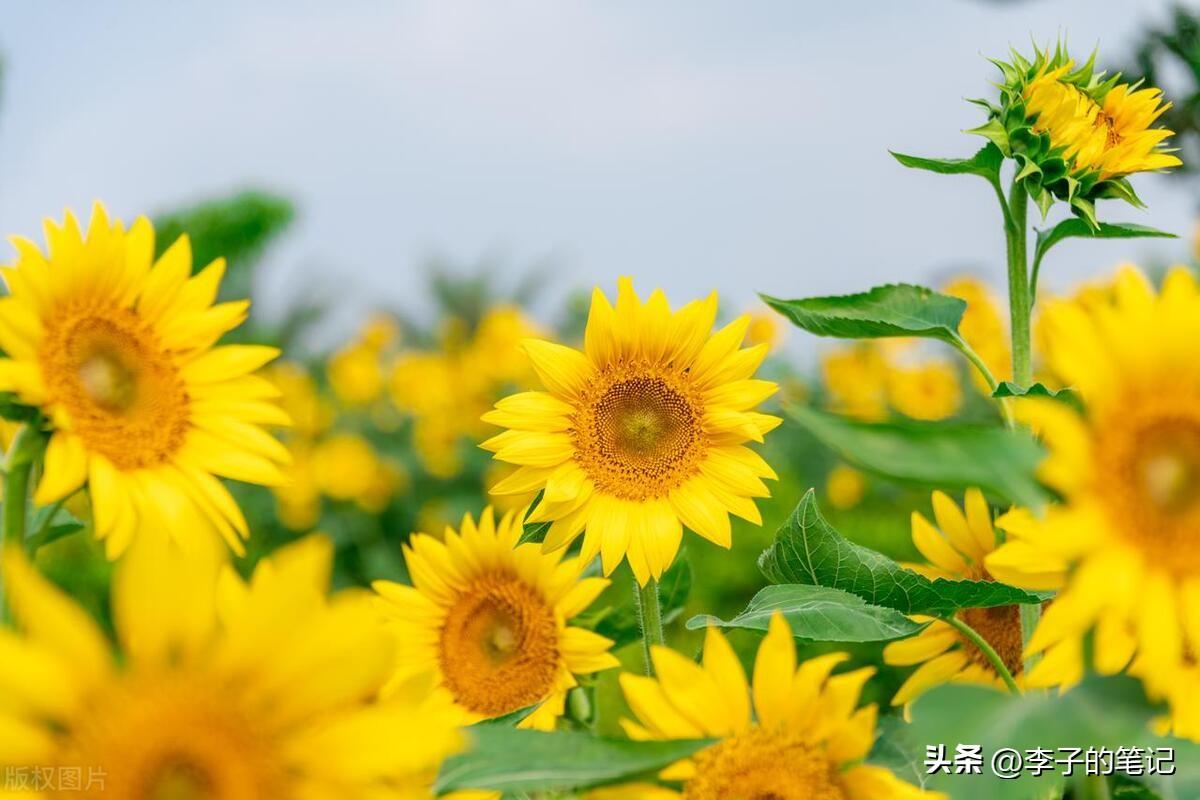 2023高考励志祝福文案，惊艳你的朋友圈！-2021年高考祝福语和鼓励的话