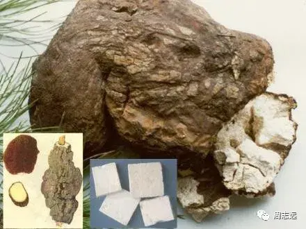 中药茯苓的健脾利水和抗癌作用（茯苓健脾良药）